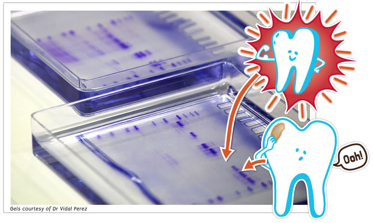 Toothy Protein Experiment Picture