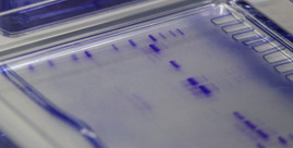 "Toothy Protein" Experiment 