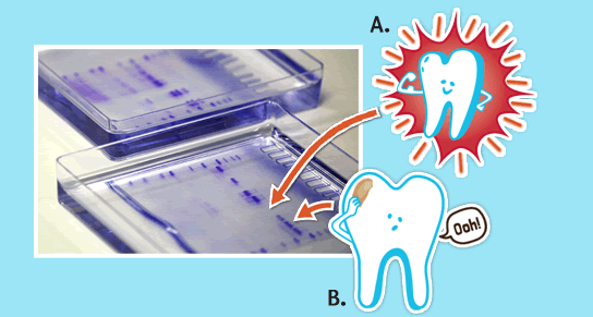 More About Proteins A and B